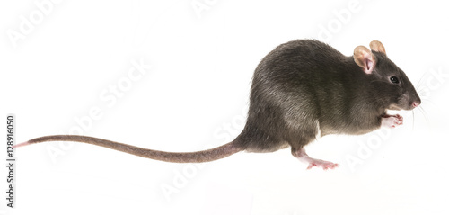 cute pet rat
