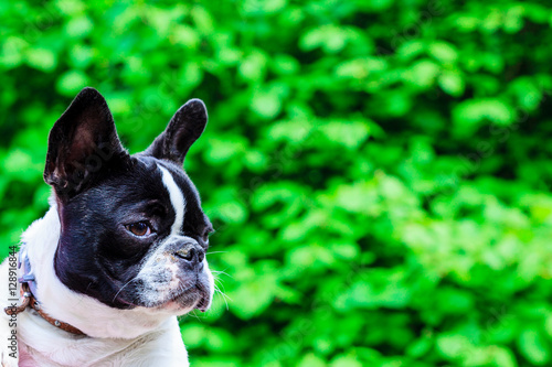 Fototapeta Naklejka Na Ścianę i Meble -  Little cute french bulldog captured in park