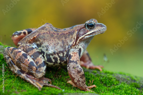 Grass frog © Marek R. Swadzba