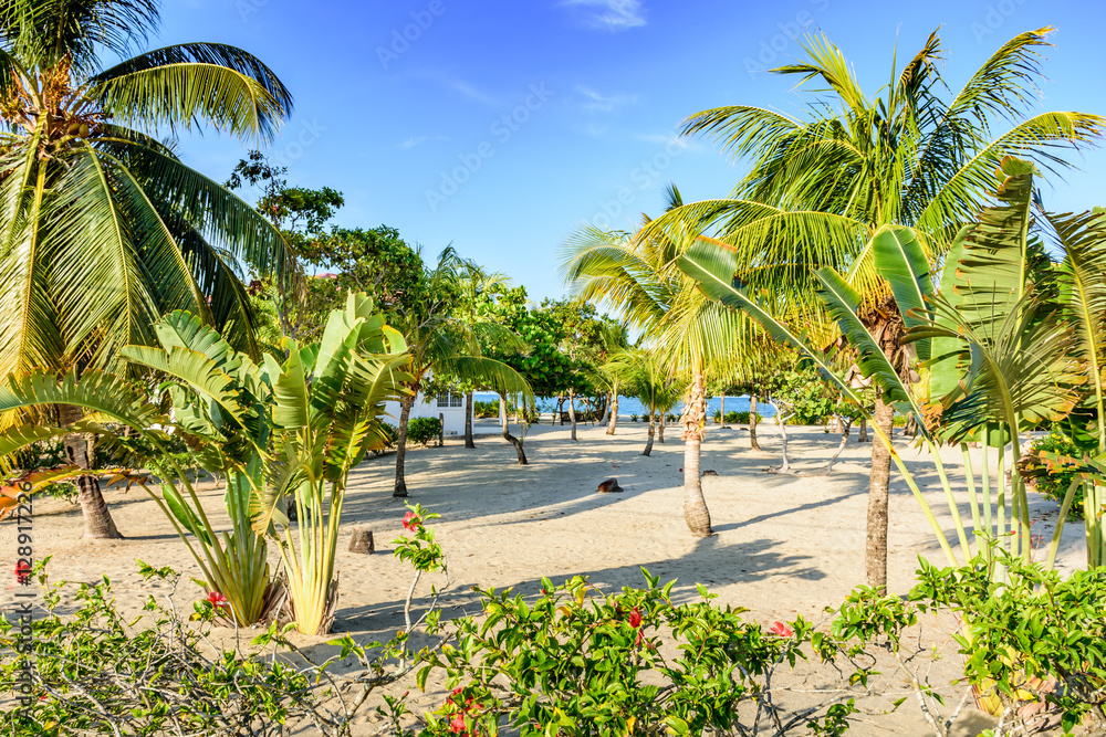 Coconut palms & banana trees on Caribbean beach Coconut palms & banana trees on Caribbean beach