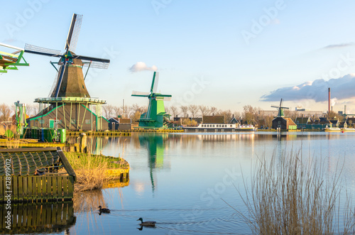 ducks swimming on a vibrant lake by the windmills of Zaase Schans in spring, Holland