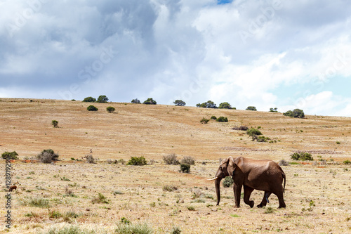 African Elephant walking up the hill