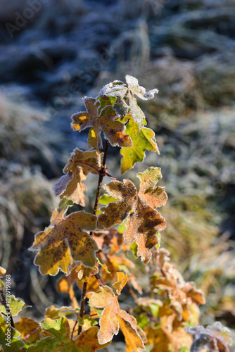 gefrorrene ahorn sprosse photo