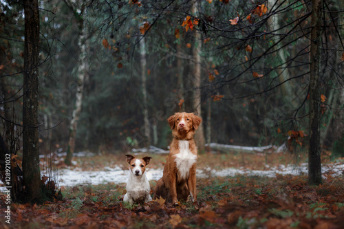 two dogs in nature from Christmas trees, friendship and love