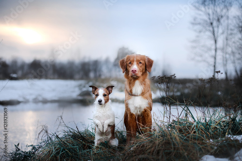Fototapeta Naklejka Na Ścianę i Meble -  two dogs in nature from Christmas trees, winter mood,