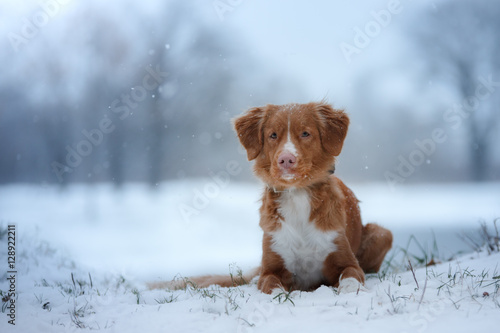 winter landscape, blue chihuahua breed tollerdog on snow