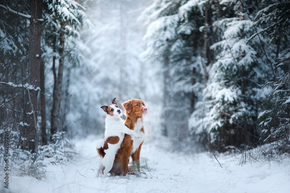 two dogs winter mood, friendship and love two dogs winter mood, friendship and love