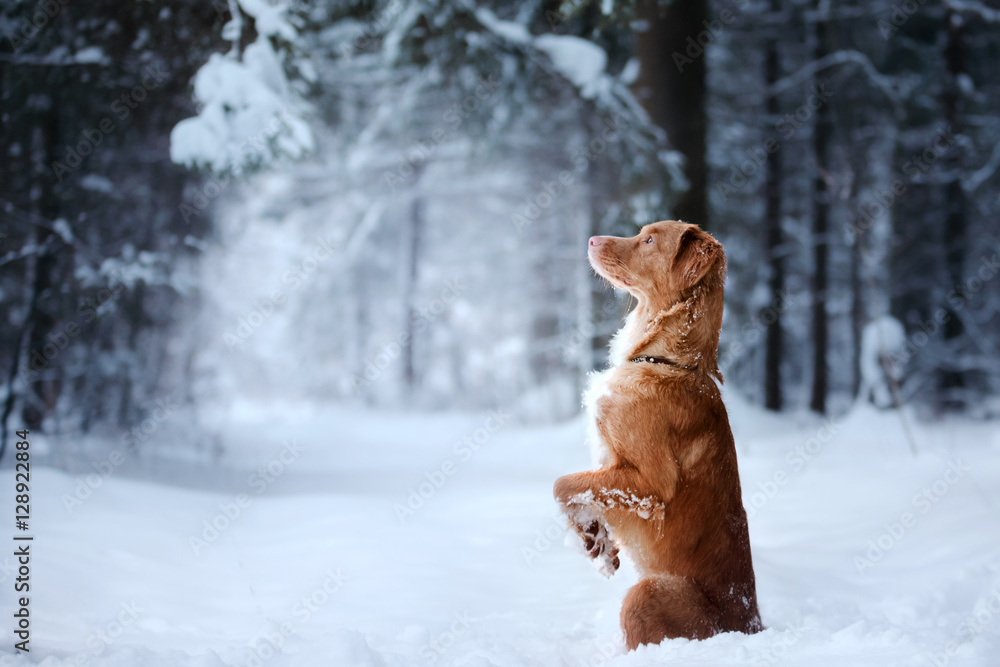 dog outdoors in Christmas trees, winter mood