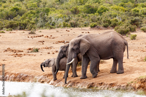 African Bush Elephants loving family gathering