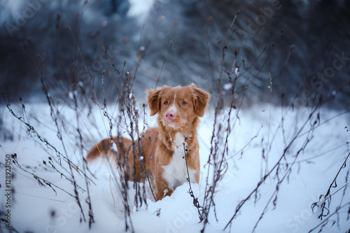 Fototapeta Naklejka Na Ścianę i Meble -  dog outdoors in Christmas trees, winter mood