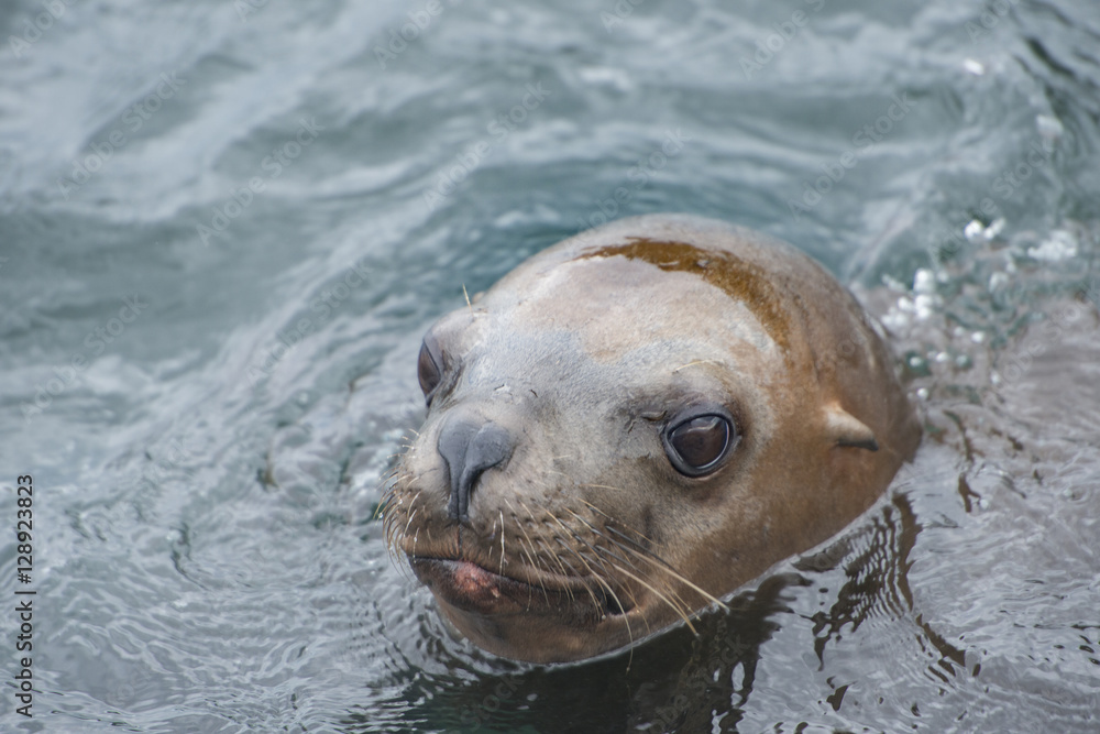 Obraz premium Sea Lion Portrait
