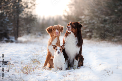 three dogs sitting together outdoors in the snow