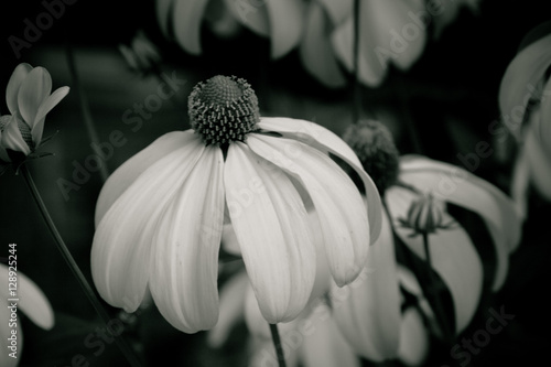 A gentle white flower
