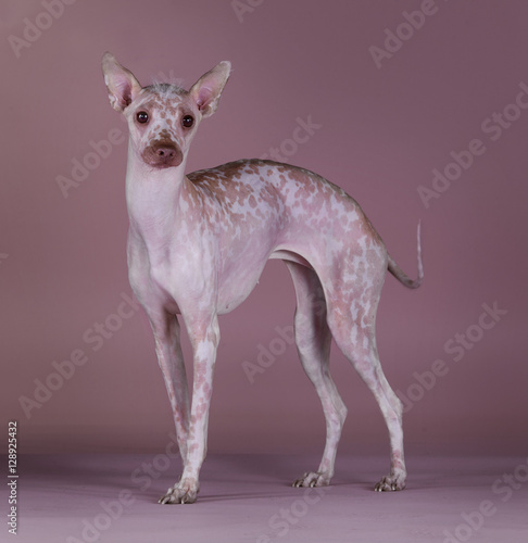 Foto Peruvian Airless Dog
