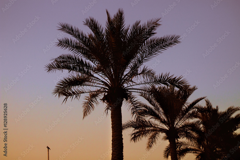 night palm 