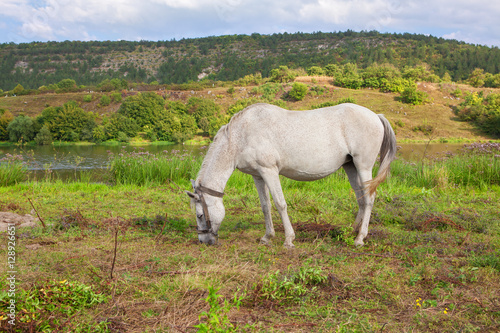 white mare grazing