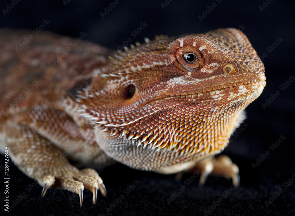 Obraz premium Bearded dragon