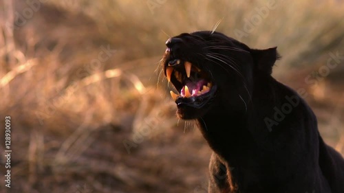 A black leopard, aka panther, growls ferociously. photo