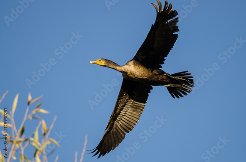Double-Crested Cormorant Flying in a Blue Sky