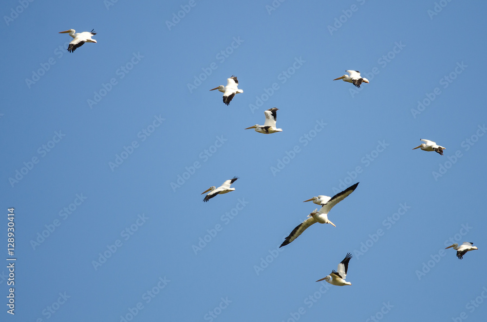 Flock of American White Pelicans Flying in a Blue Sky Flock of American White Pelicans Flying in a Blue Sky