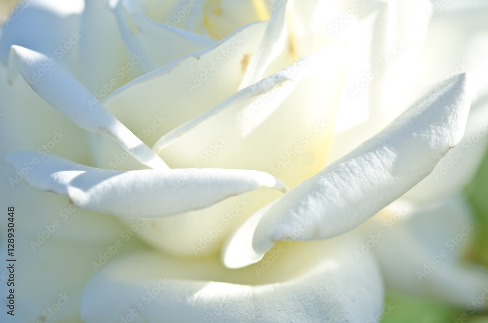 Nature Abstract: Lost in the Gentle Folds of the Delicate White Rose Nature Abstract: Lost in the Gentle Folds of the Delicate White Rose