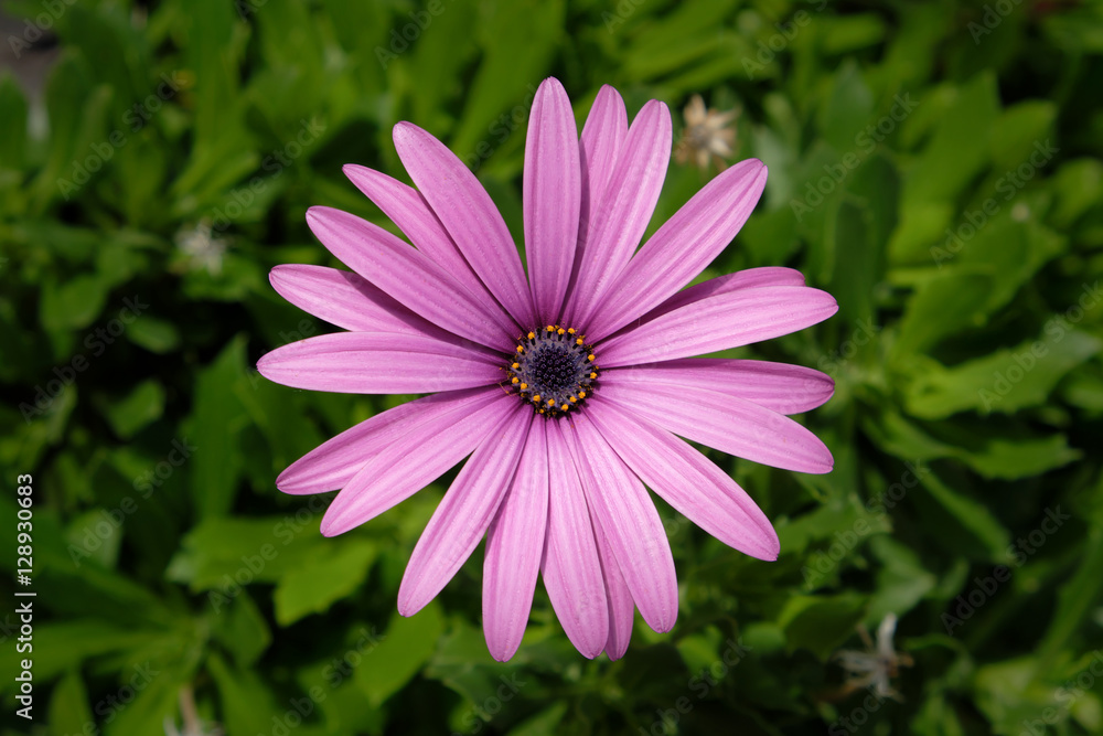 Obraz premium purple daisy flower