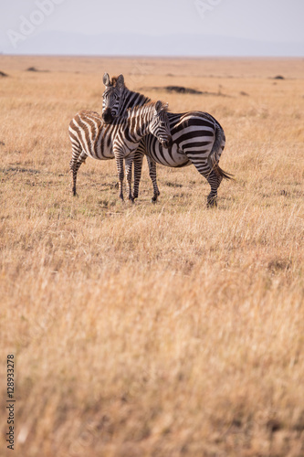 zebras in Masai Mara National Park in Kenya Africa