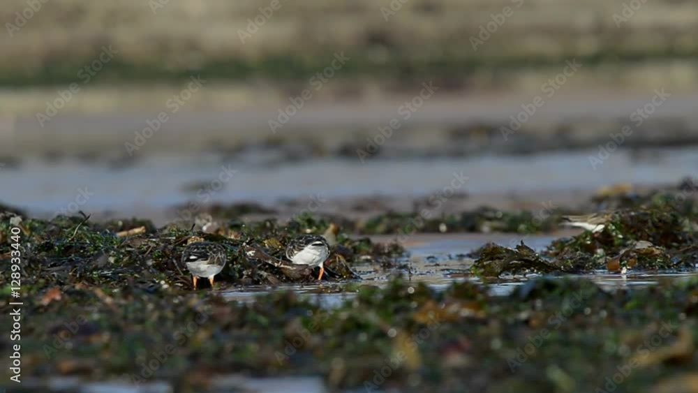Ruddy Turnstone, Turnstone, Arenaria interpres Ruddy Turnstone, Turnstone, Arenaria interpres