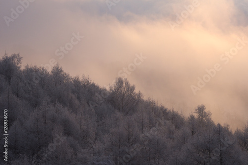 北海道雪景色 森の夜明け