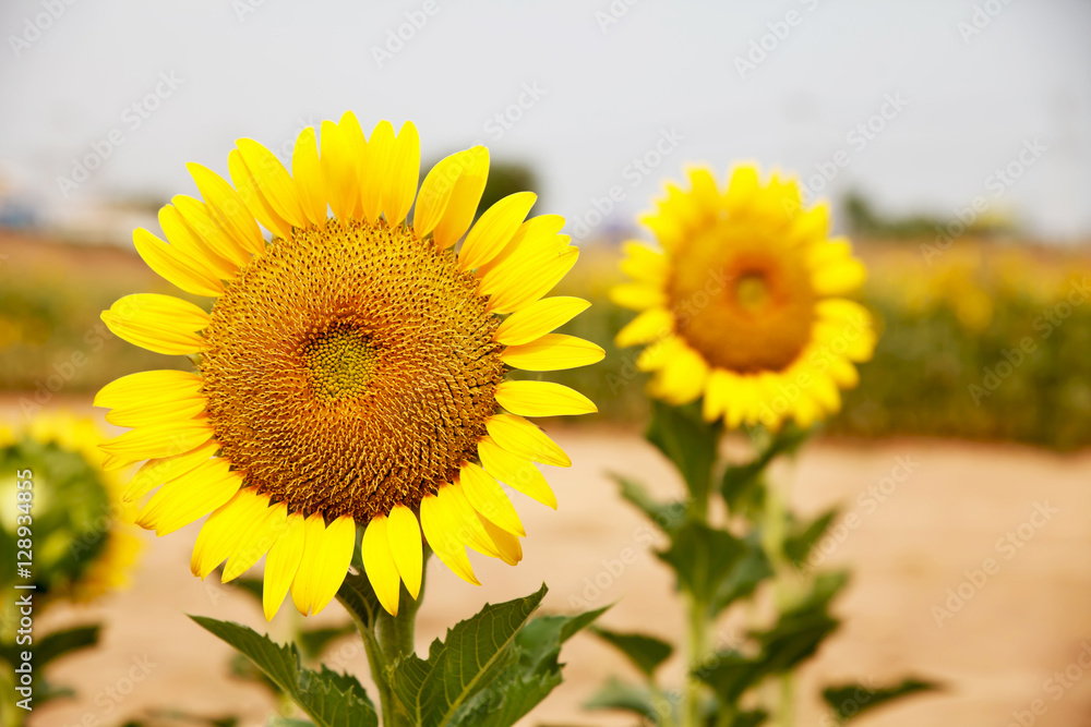 Fototapeta premium Sunflower in field.