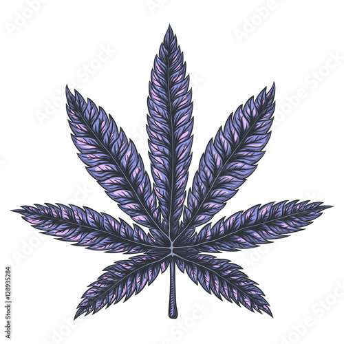 Cannabis leaf vector image.