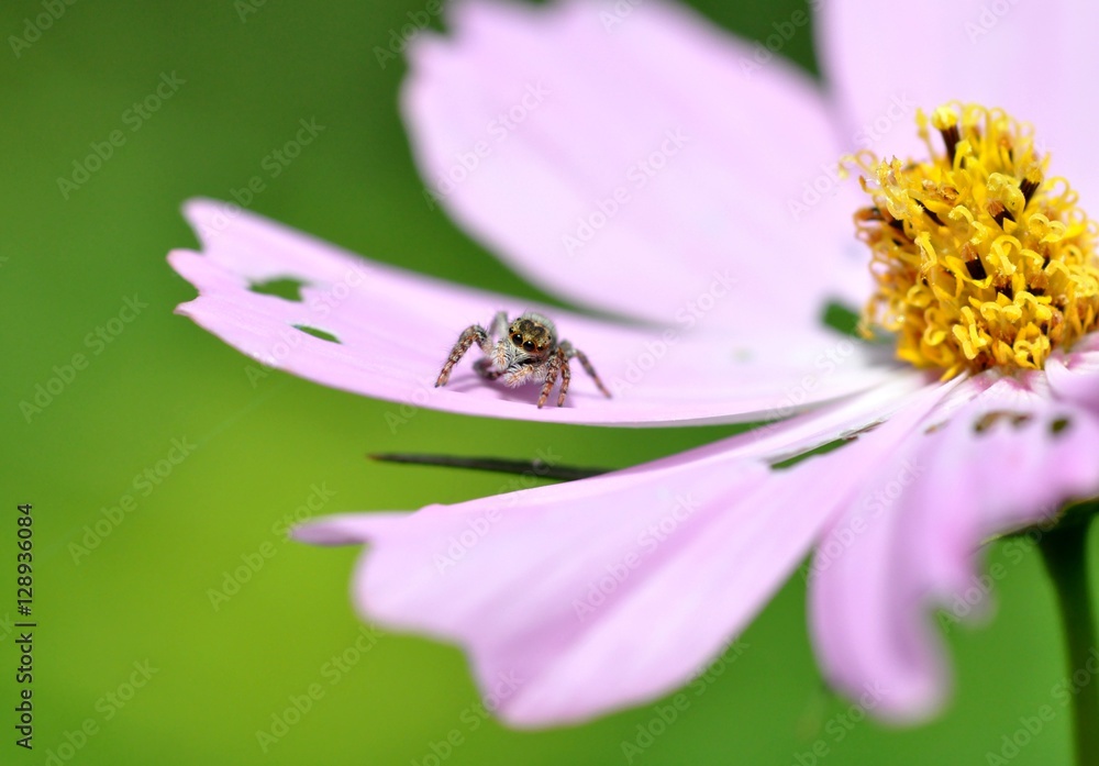 Obraz premium ハエトリグモ