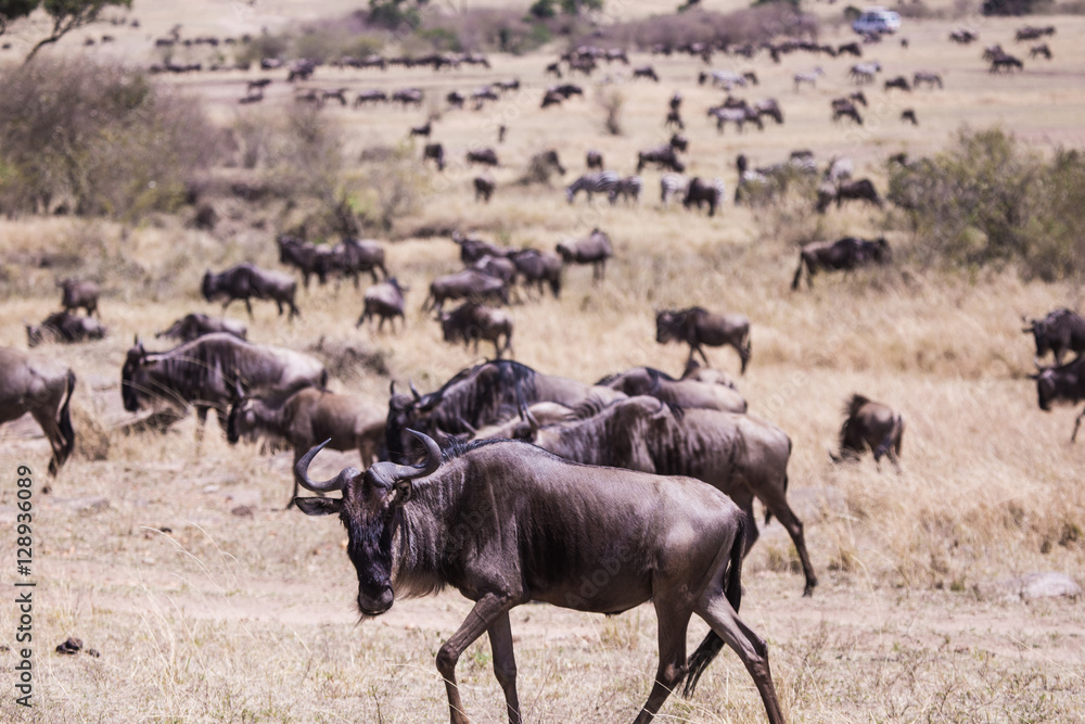 wildebeest and zebra in Masai Mara National Park in Kenya Africa wildebeest and zebra in Masai Mara National Park in Kenya Africa