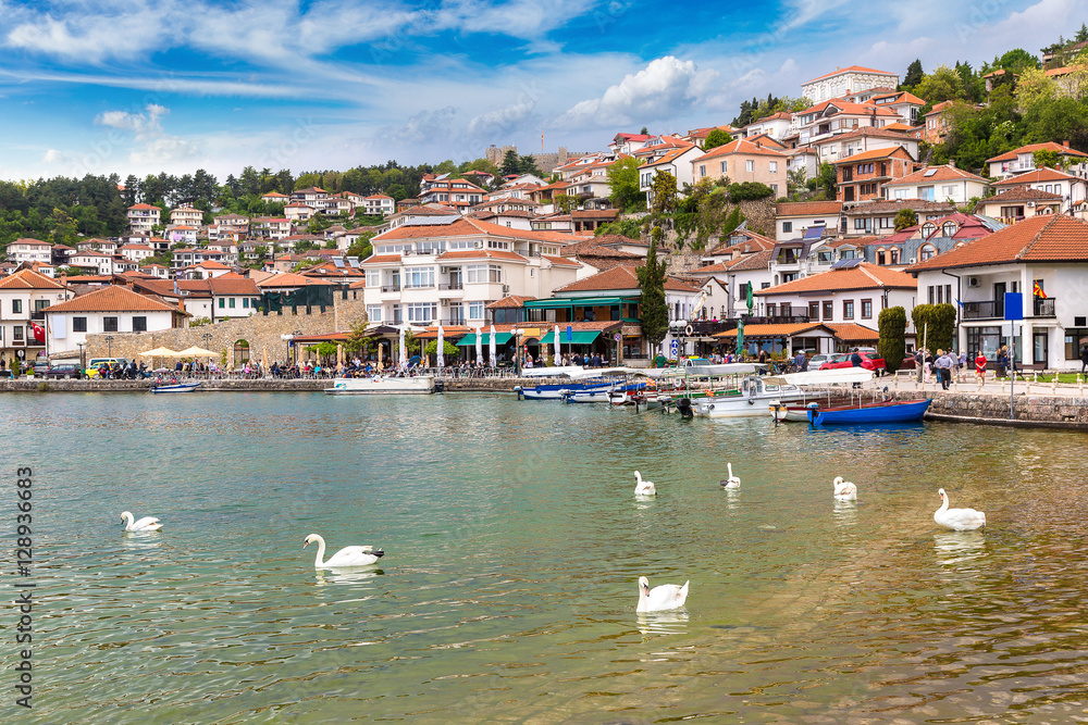 White swans on Ohrid lake, Macedonia