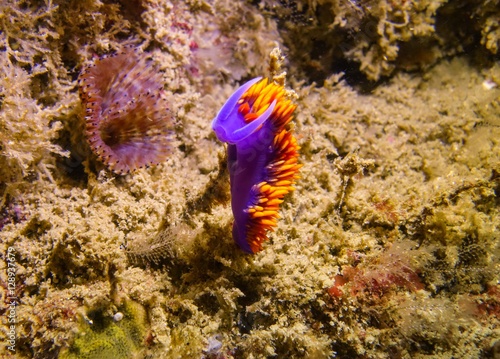 Photography Spanish shawl 2