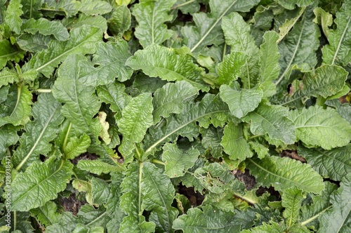 elephantopus scaber plants in nature garden