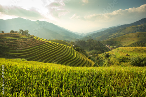 Green Rice field on terraced