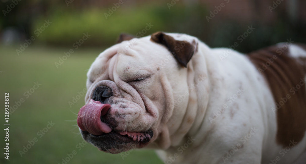 English bulldog show tongue English bulldog show tongue