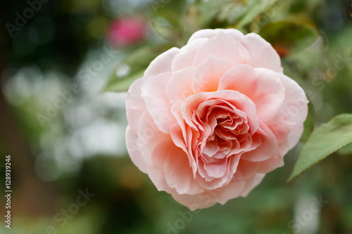 Close-up of Abraham darby rose, English rose breeder by David Austin