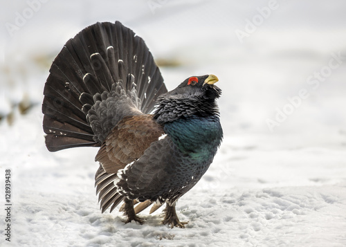 Fototapet Western capercaillie wood grouse