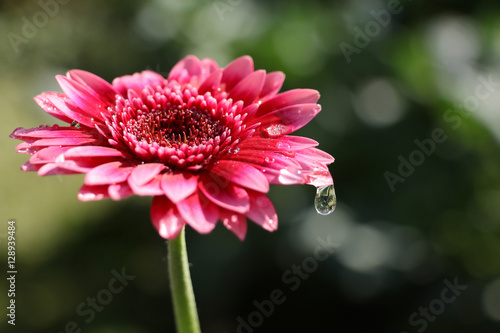 pink daisy flower with water drop