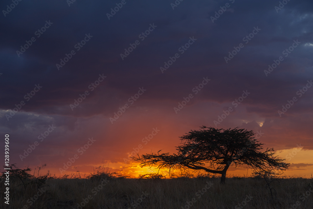 Sunset with acacia in masai mara in kenya africa