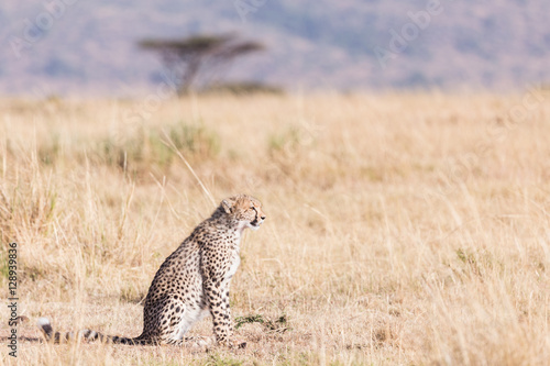 Cheetah in masai mara in kenya africa