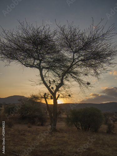 Sunset in samburu national park in kenya