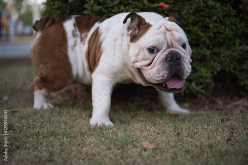 Fototapeta Naklejka Na Ścianę i Meble -  English Bulldog urinate on the grass