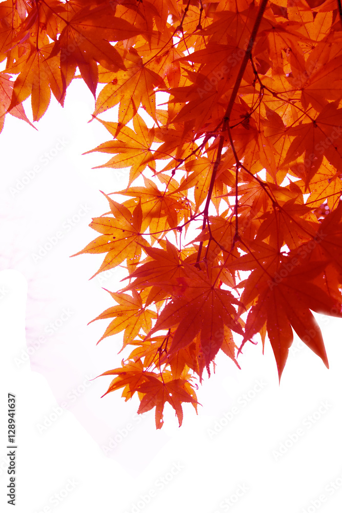 Japanese Red Autumn maple tree leaves (Acer palmatum) Isolated o Japanese Red Autumn maple tree leaves (Acer palmatum) Isolated o