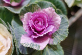 Ornamental kale with white, pink, and green leaves (Brassica ole