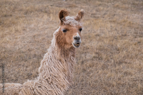 Photography Llama Easygoing