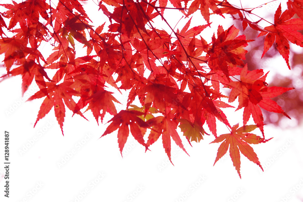 Japanese Red Autumn maple tree leaves (Acer palmatum) Isolated o Japanese Red Autumn maple tree leaves (Acer palmatum) Isolated o