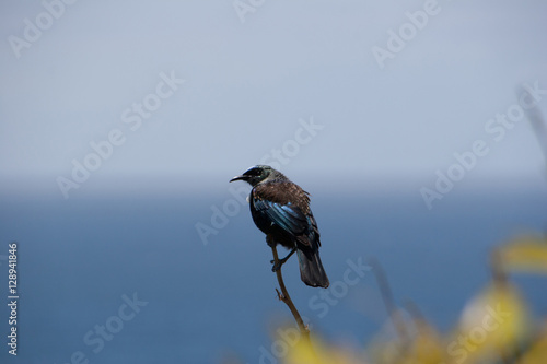 Tui bird on the branch over see photo